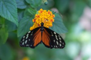 A vibrant tiger longwing butterfly with orange and black wings rests on bright yellow lantana flowers surrounded by green leaves.