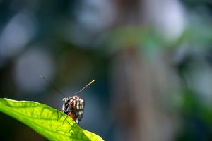 Close-up of a colorful butterfly perched on a green leaf with a blurred forest background.