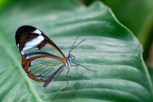 A glasswing butterfly with transparent wings resting on a large green tropical leaf.