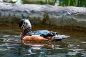A colorful duck with iridescent blue-green and russet plumage swimming gracefully on calm water near a rocky shore.
