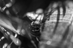 Close-up black and white macro photo of a fly's compound eye with detailed texture.