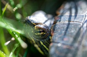 Close-up of a turtle peeking through green grass, showcasing its detailed eye and textured shell in natural habitat.
