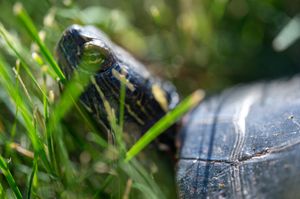 Close-up of a painted turtle peeking through lush green grass with its detailed shell visible in natural sunlight.
