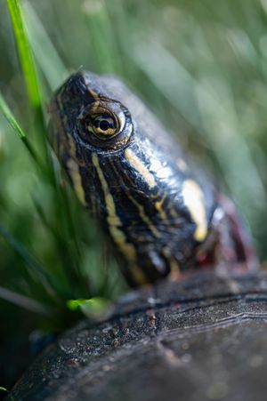 Close-up macro photo of a painted turtle's head with yellow stripes and golden eye, resting near green grass.
