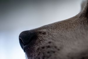 Close-up macro photo of a dark gray dog nose with soft blurred background, showing fine fur texture detail.