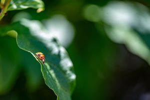 A vibrant red and yellow ladybug perched on the edge of a lush green leaf with a blurred bokeh background.