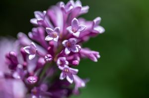 Macro photo of blooming purple lilac flowers with soft green bokeh background.