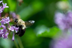 A bumblebee hovers near purple wildflowers, collecting nectar in a lush green garden setting.
