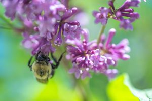 Bumblebee pollinating purple lilac flowers in close-up macro photography with soft green bokeh background.