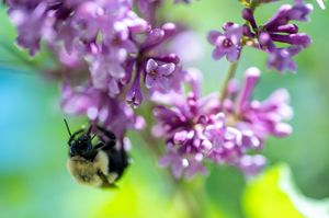 A fuzzy bumblebee pollinating vibrant purple lilac flowers in a garden with a soft green bokeh background.