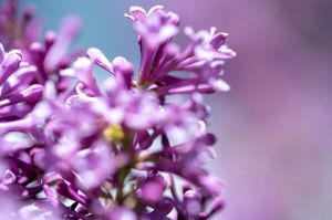 Close-up of vibrant purple lilac flowers in full bloom against a soft blurred background.