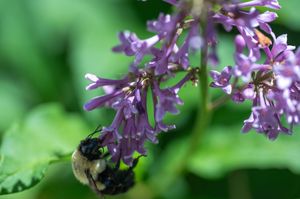 Bumblebee pollinating delicate purple lilac flowers surrounded by lush green leaves.
