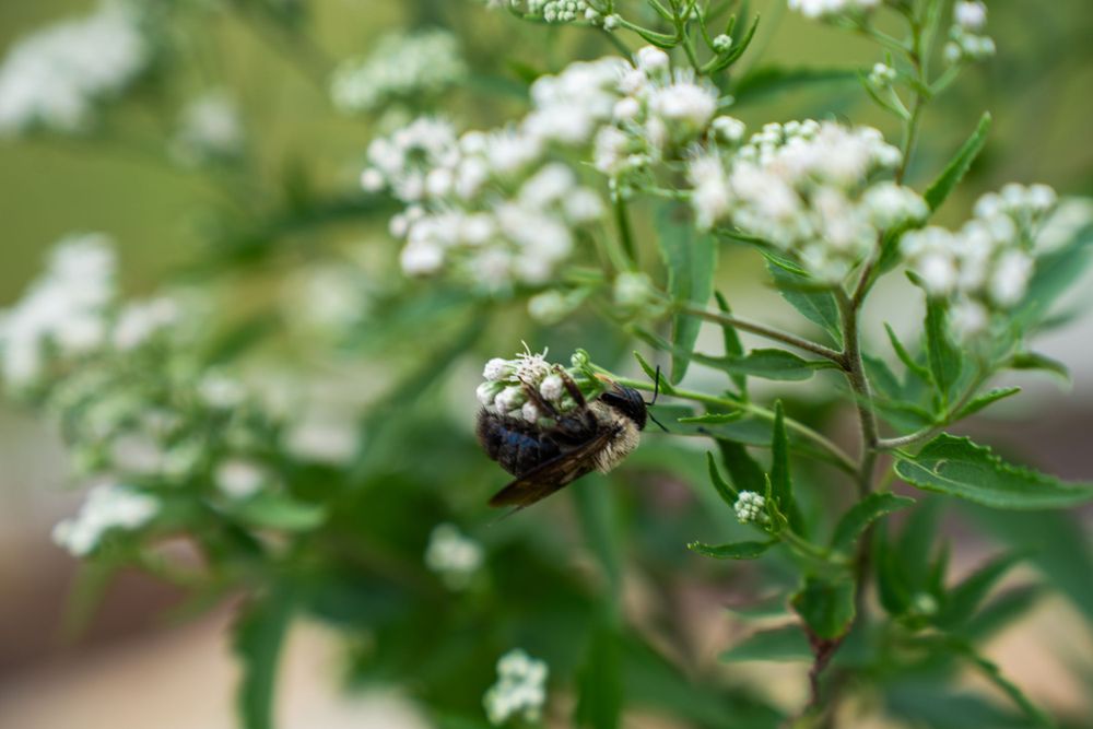 Black beetle on white wildflowers with green foliage in a garden setting.