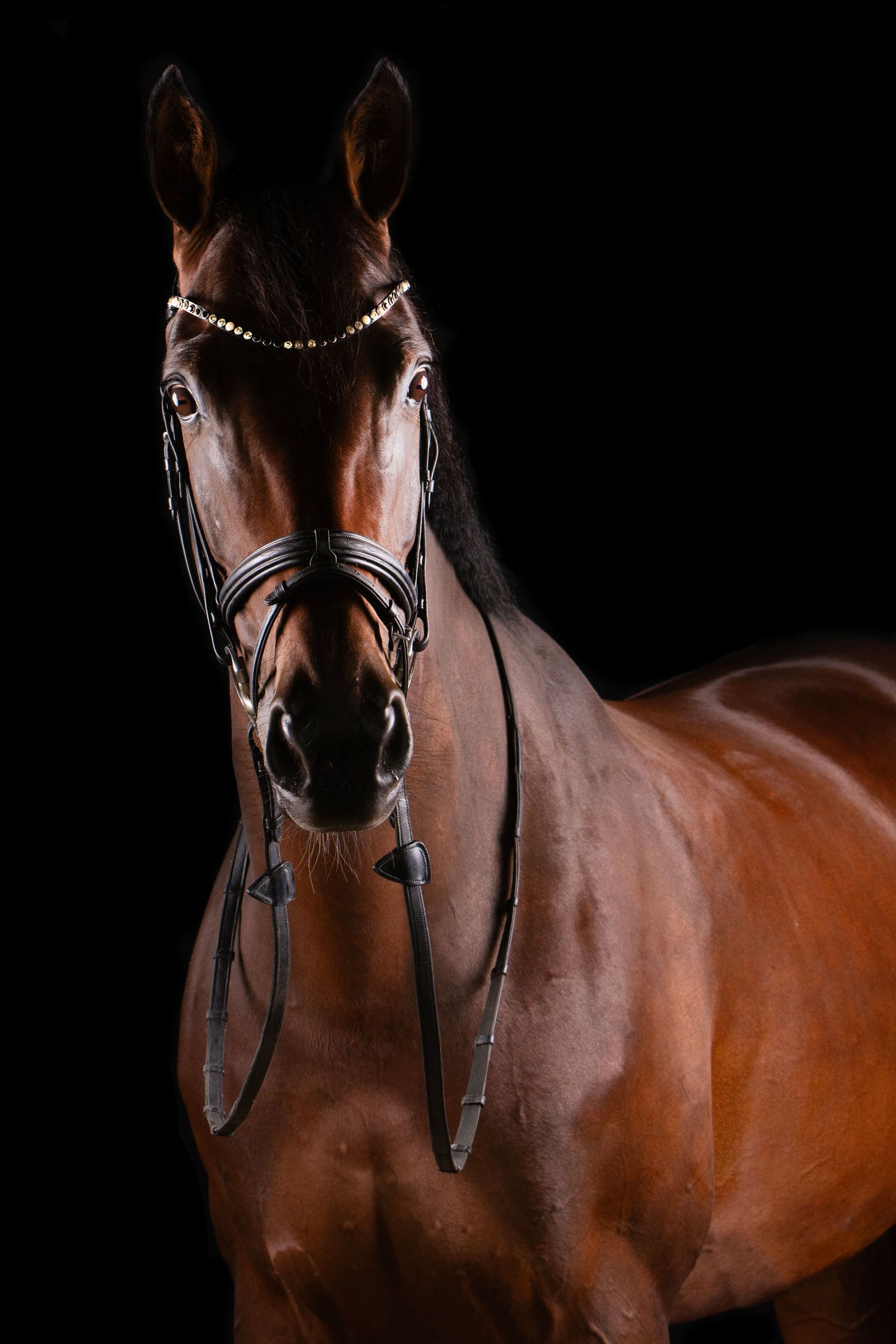 Equine Fine Art sessie met bruin paard met hoofdstel in in Gelderland