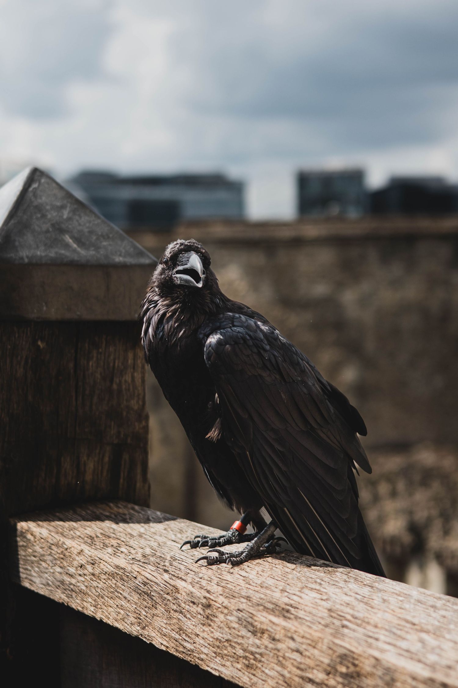 Black crow perched on weathered wooden surface against stone wall background.