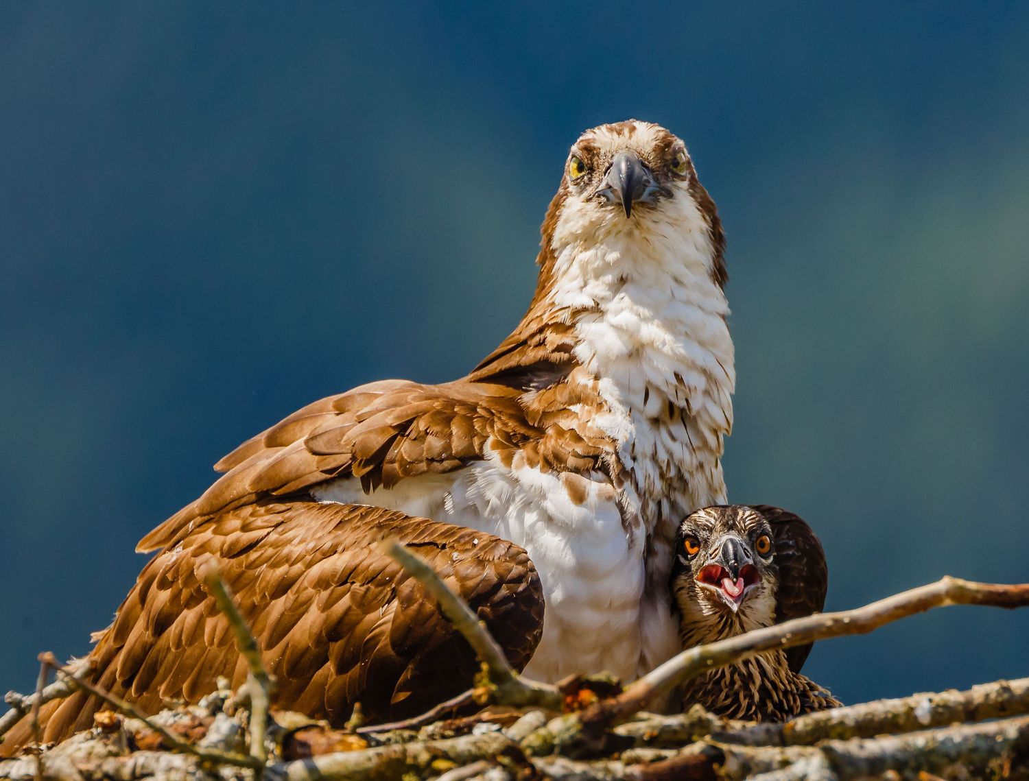 Osprey, Pitt Lake, Pitt Meadows