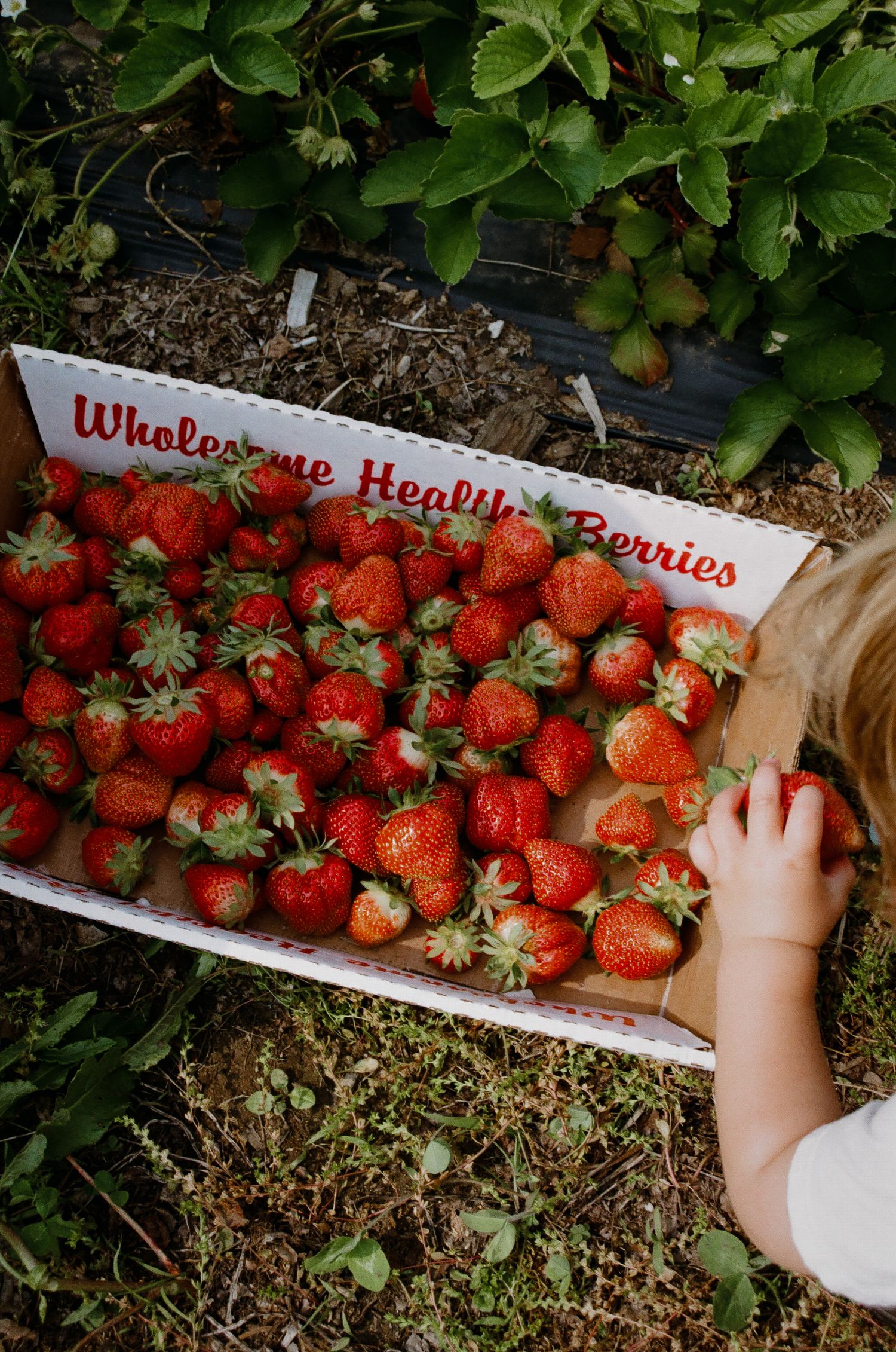 Child reaching for fresh red strawberries in a Wholesome Healthy Berries box at a strawberry farm.