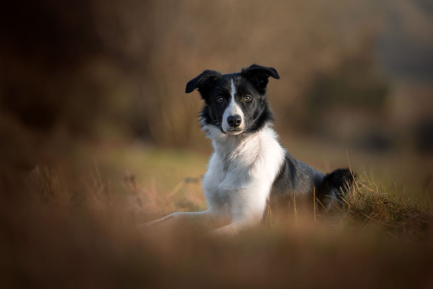 dog photography