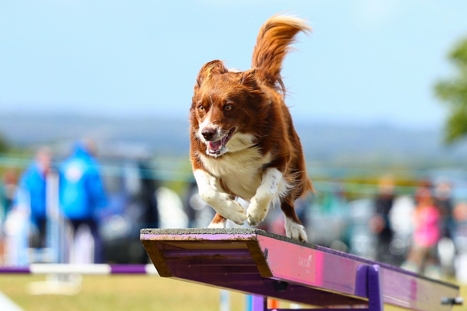 dog photography