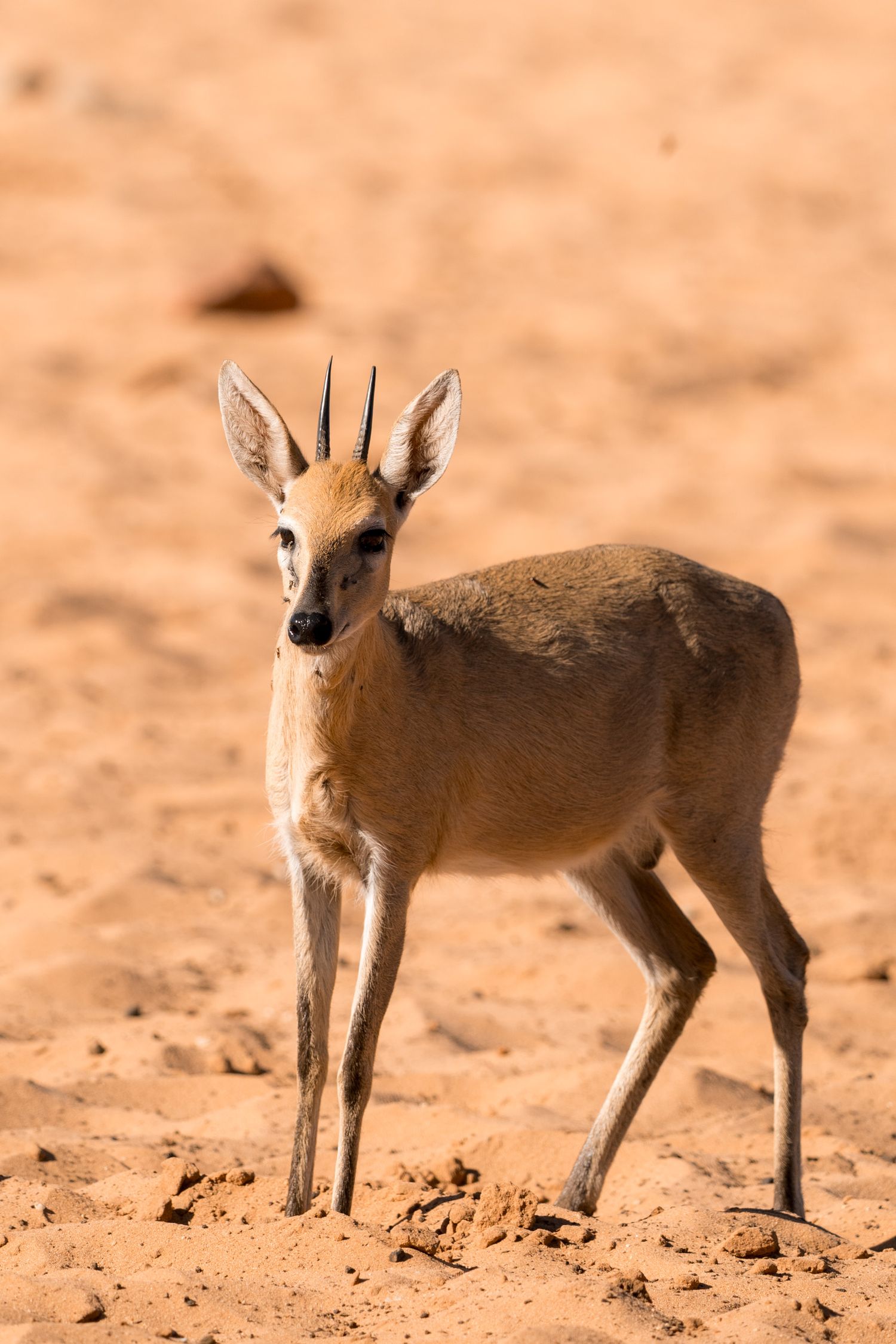 antilope safarie waterberg