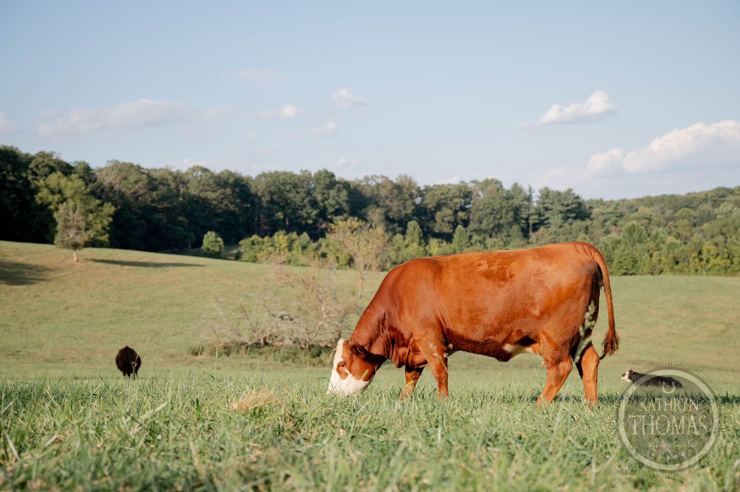 A brown Hereford cow grazes on lush green pasture with rolling hills and trees in the background.