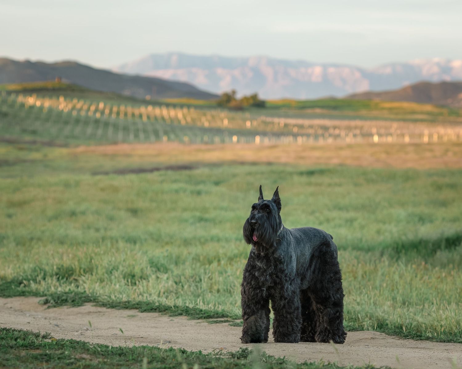 A black Giant Schnauzer stands on a dirt path in a scenic field with rolling hills and mountains in the background.