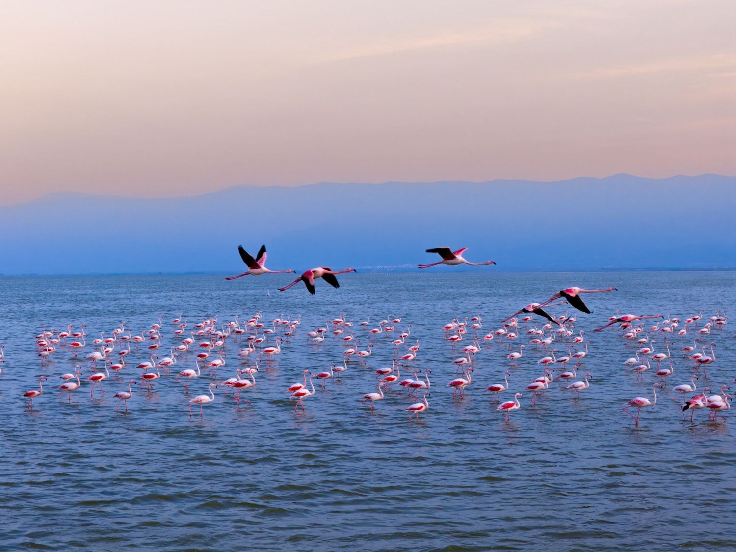 Flamingos wading in blue water with mountains behind, some birds taking flight above the flock.