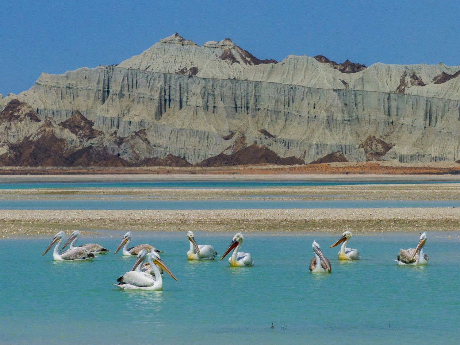 Pelicans on turquoise water at Chabahar, Iran, with eroded cliff formations in the background.