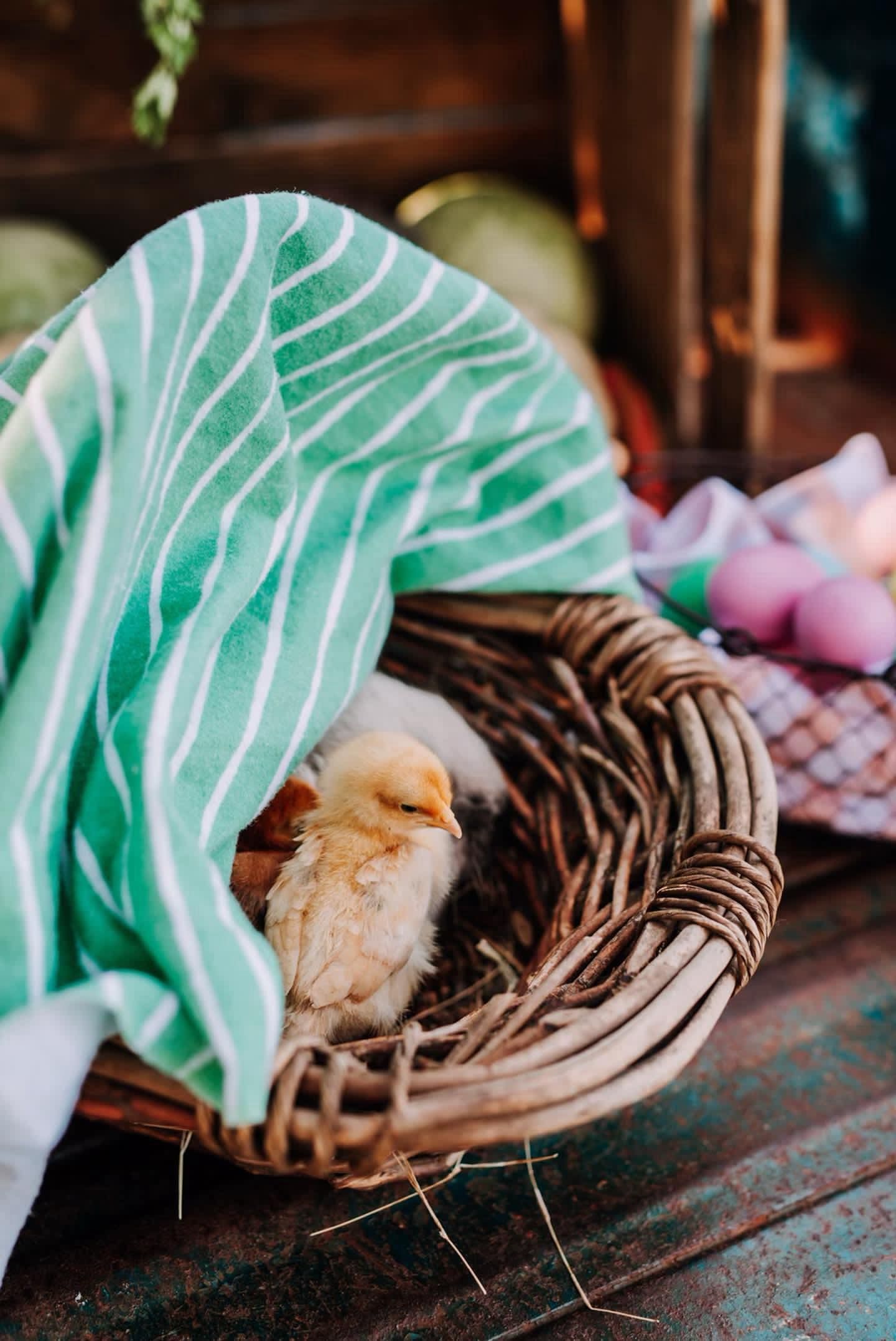 Baby chicks Easter mini session setup in Athens Georgia spring photos for kids