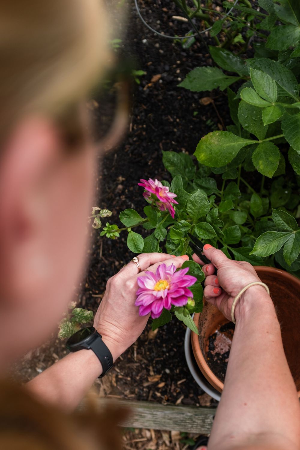 A person's hands gently planting a pink dahlia flower in a terracotta pot filled with dark soil.