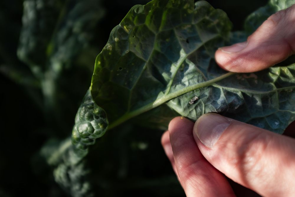 Close-up shot of hands picking fresh tea leaves from green bushes in a garden.