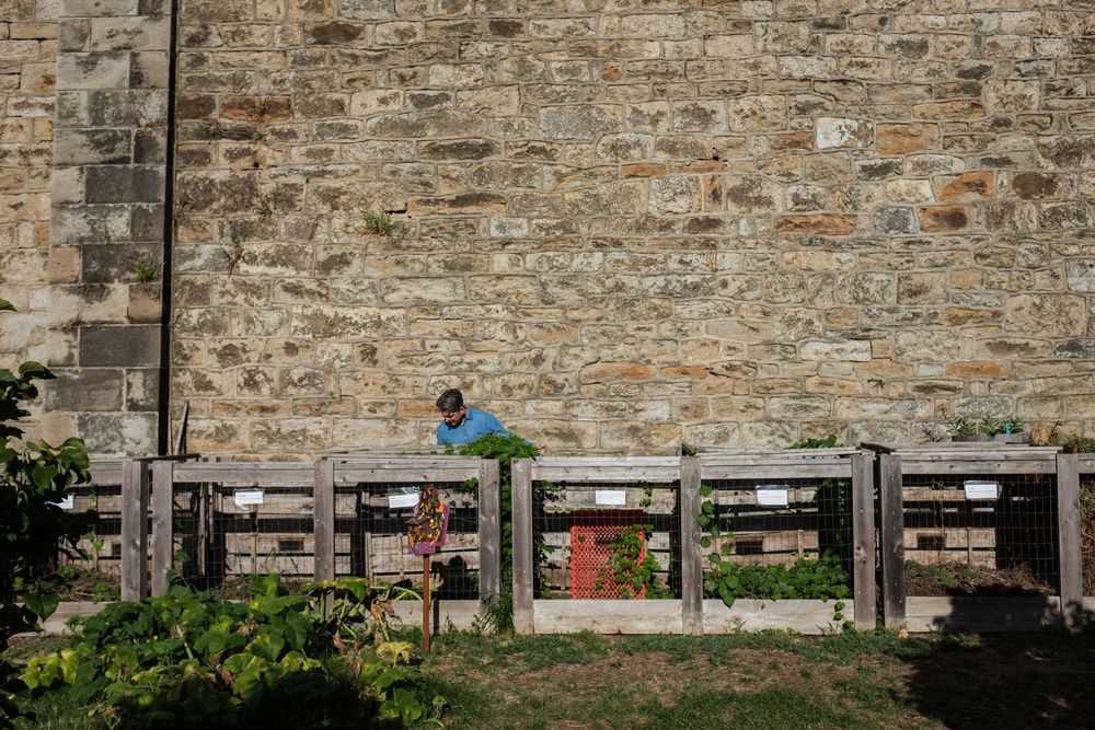 A person leans over a rustic wooden fence against an old stone wall with green foliage below.