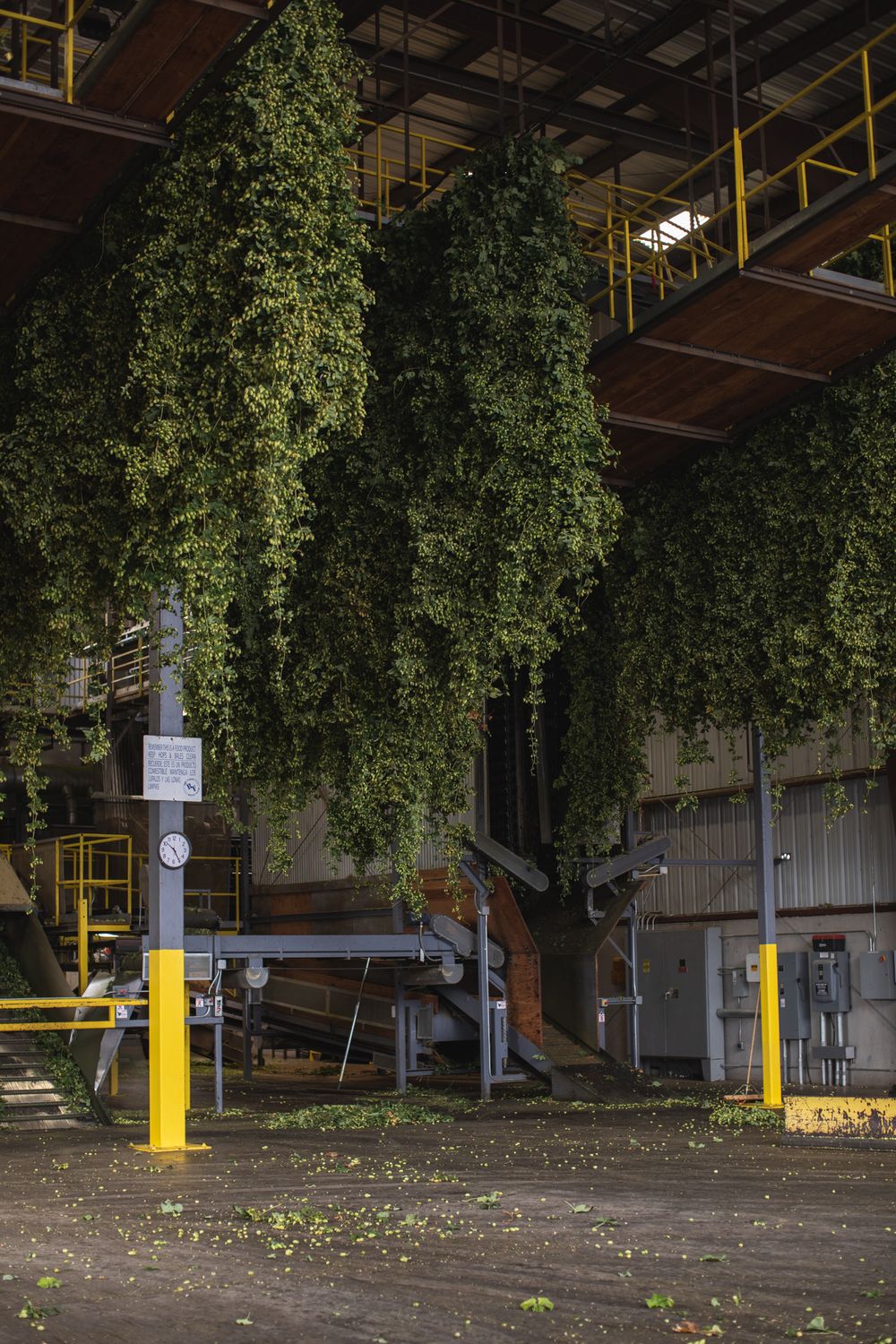 Industrial warehouse interior with yellow support poles and hanging green plants creating a unique architectural space.