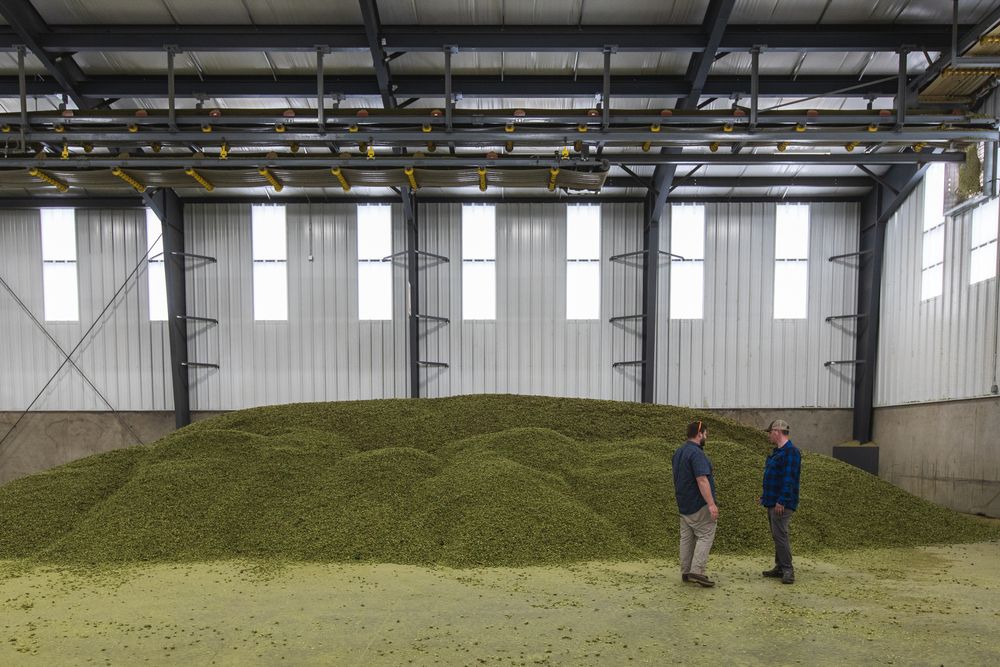 Large industrial warehouse interior with skylights showing multiple grain storage piles on concrete floor.