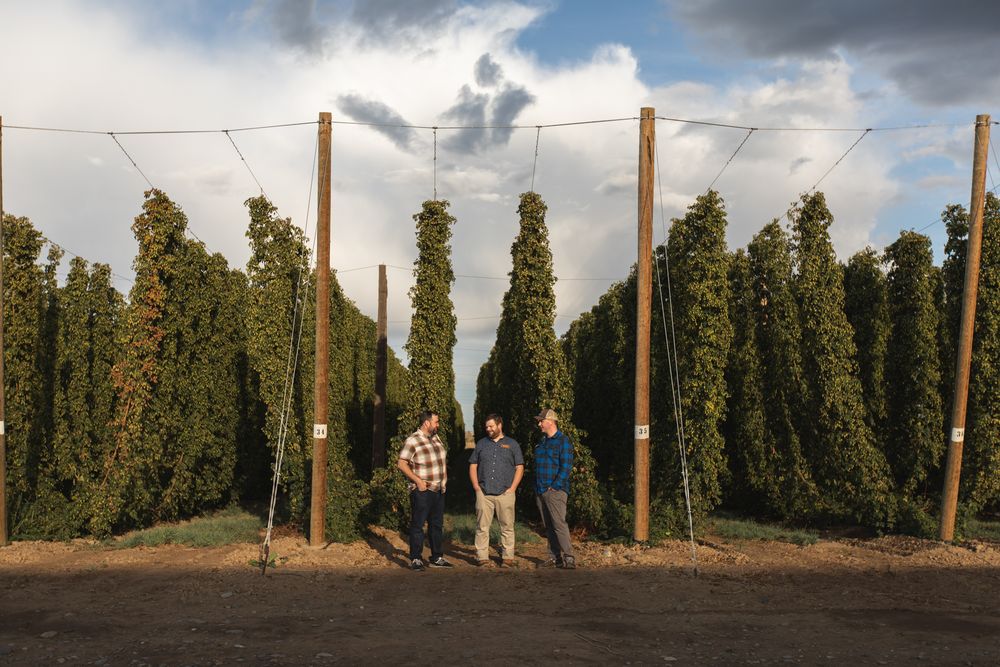 A panoramic view of tall hop vines growing on trellises in a field under cloudy skies.