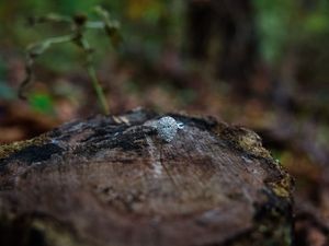 Close-up view of brown mushrooms growing on decaying wood in a forest setting.
