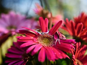 A vibrant pink Gerbera daisy flower in bloom with detailed petals against a soft background.