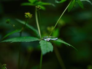 A silver wedding ring rests delicately on a green leaf against a blurred natural background.