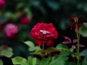 Close-up view of vibrant red roses with dark green leaves in a garden setting.