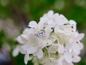 Close-up of delicate white hydrangea flower clusters blooming in a garden with green foliage in the background.