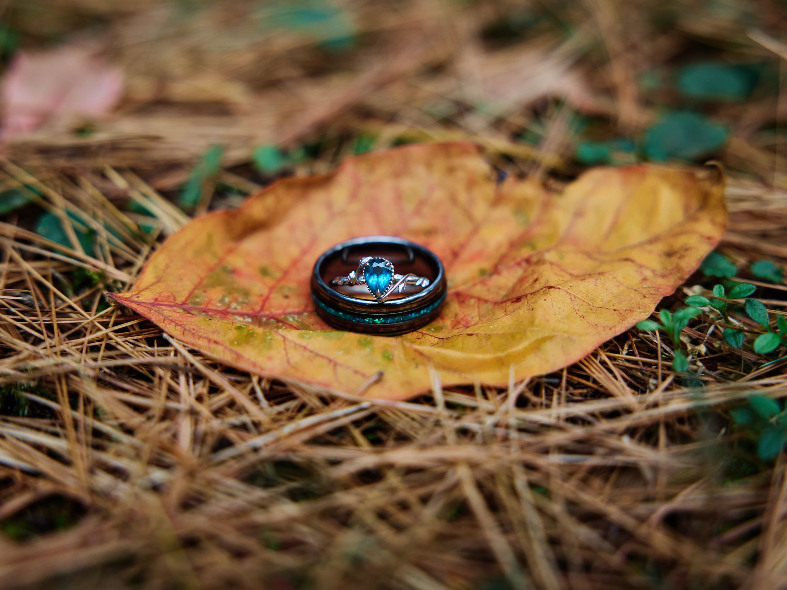 A black compass rests on a fallen autumn leaf surrounded by pine needles and green foliage.