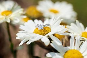 Wedding rings placed delicately on white daisy petals with yellow centers in a macro shot.