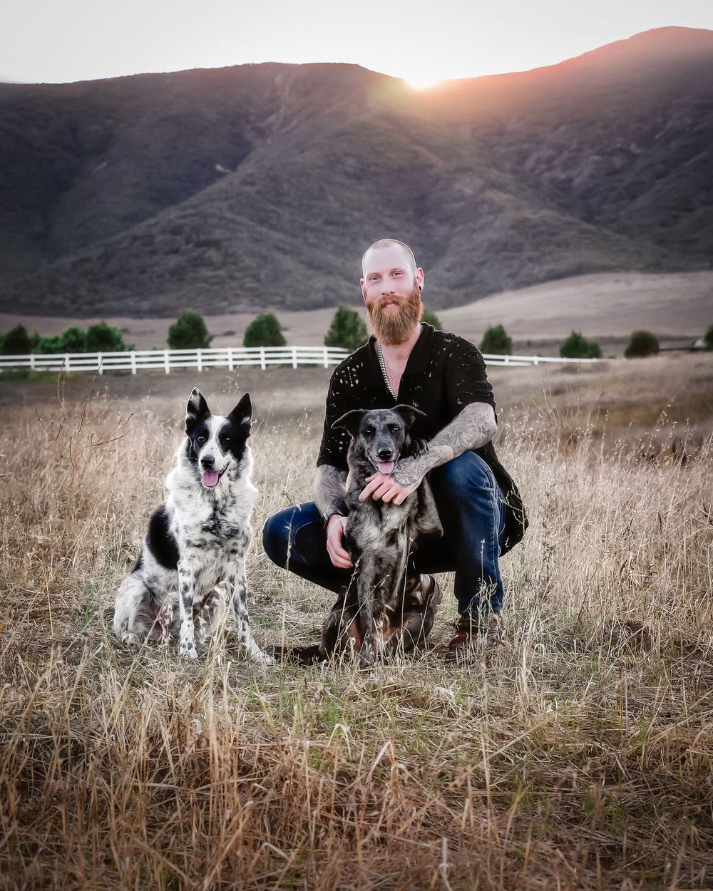 Three dogs and their companion enjoy a peaceful moment in a golden field at sunset with mountains in the background.