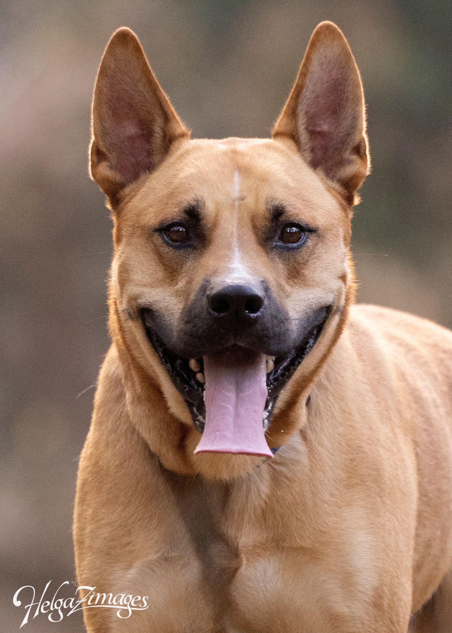 Beautiful Atlas looking for his forever home - still waiting for a rescue application and a loving family - smart and gentle