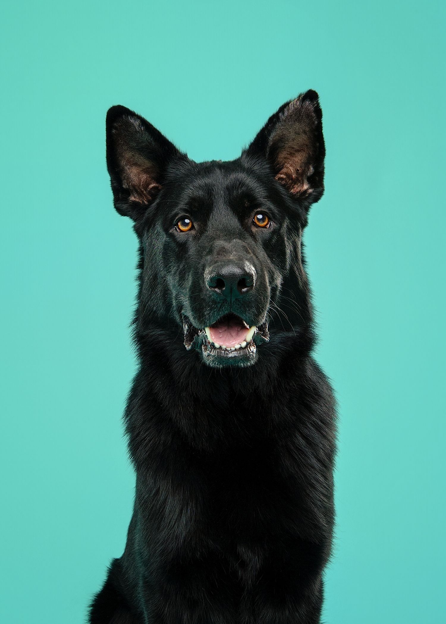 A black dog with pointy ears makes various facial expressions against a turquoise background in a series of headshots.