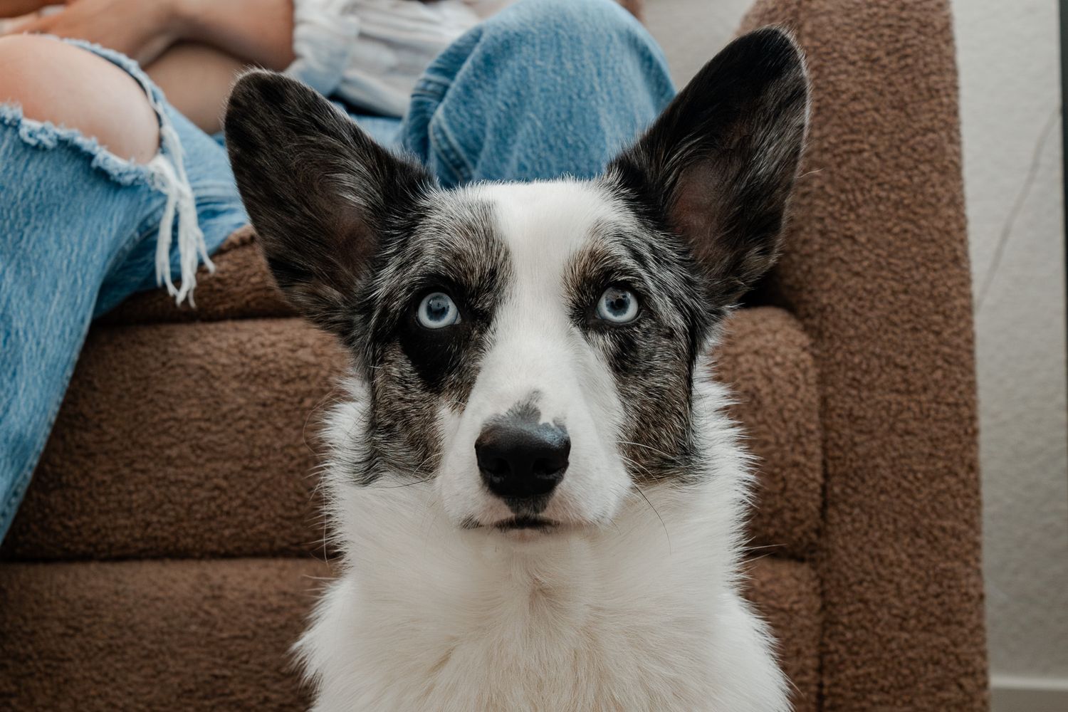 Canis lupus familiaris