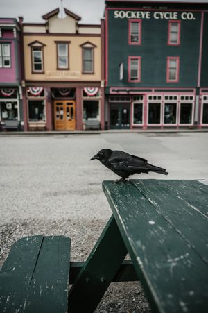A black crow perches on a weathered green picnic table in front of colorful storefronts including Sockeye Cycle Co.