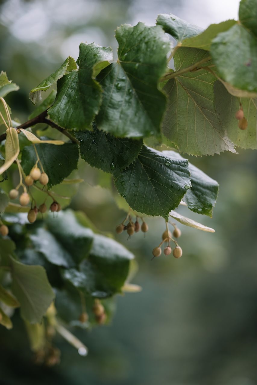 Close-up of wet linden tree branch with green leaves and small buds after rain.