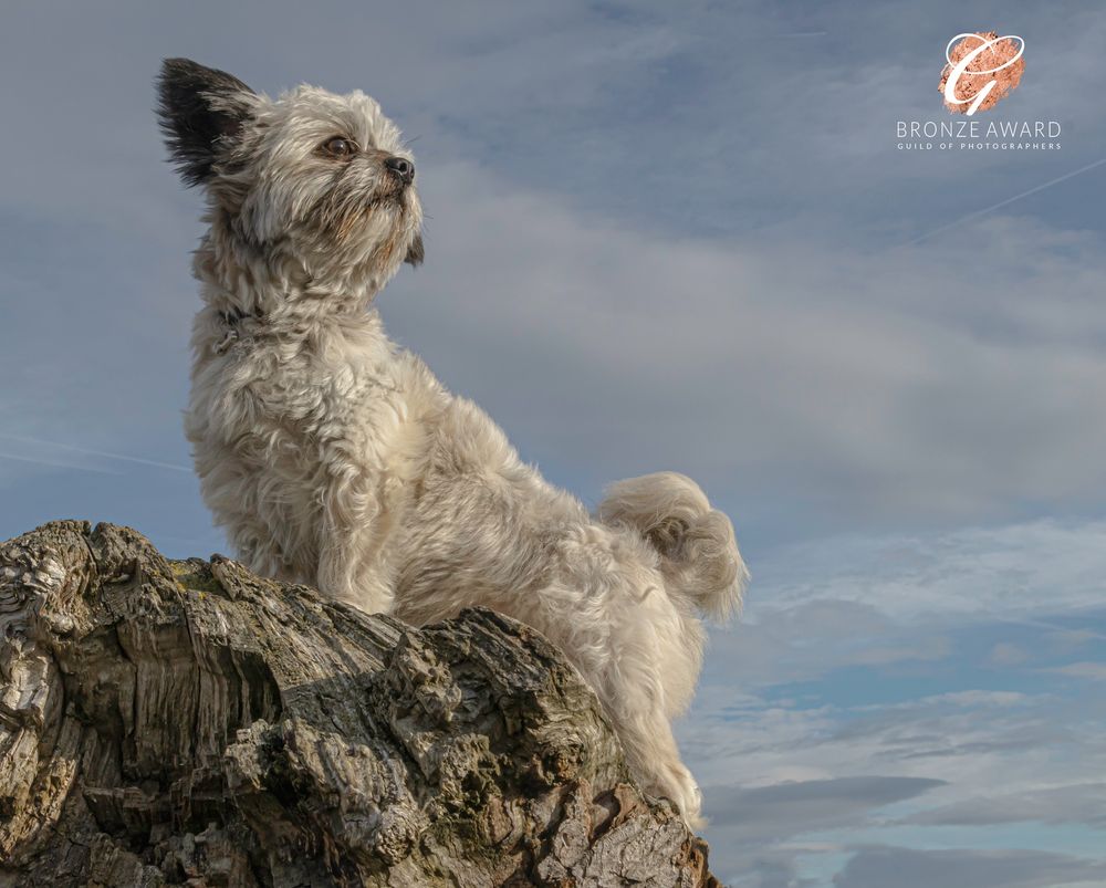 A white shaggy dog sits on a rocky cliff edge against a cloudy sky background.