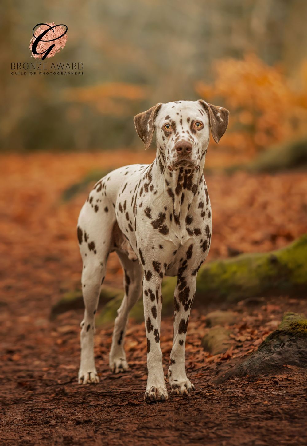 Spotted Dalmatian puppy with brown spots explores autumn forest floor covered in fallen orange leaves.